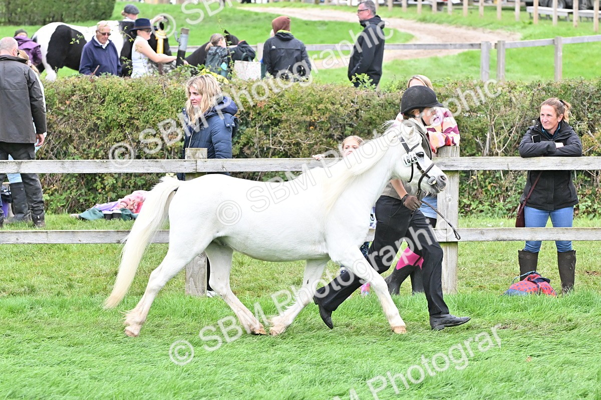 SBM_61026 - S48 - Mountain & Moorland In Hand Small Breeds