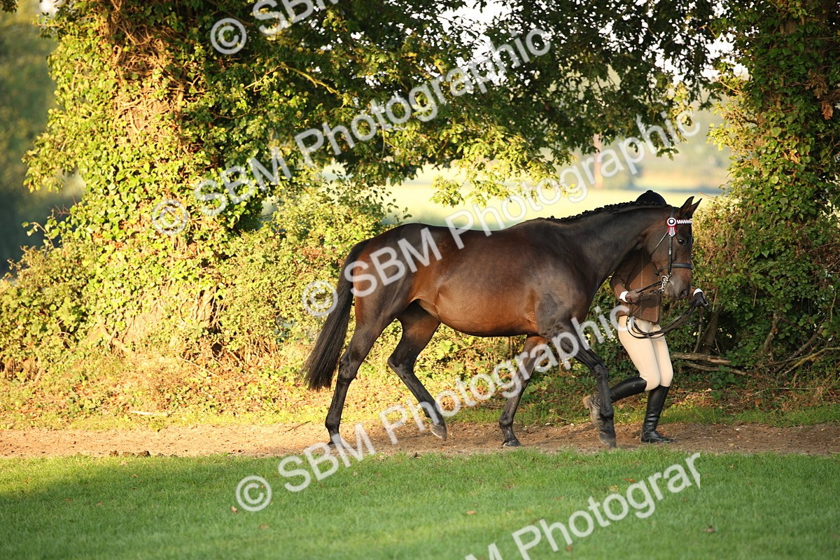 SBM_56835 - S49 - Riding Horse & Hack & Thoroughbred In Hand