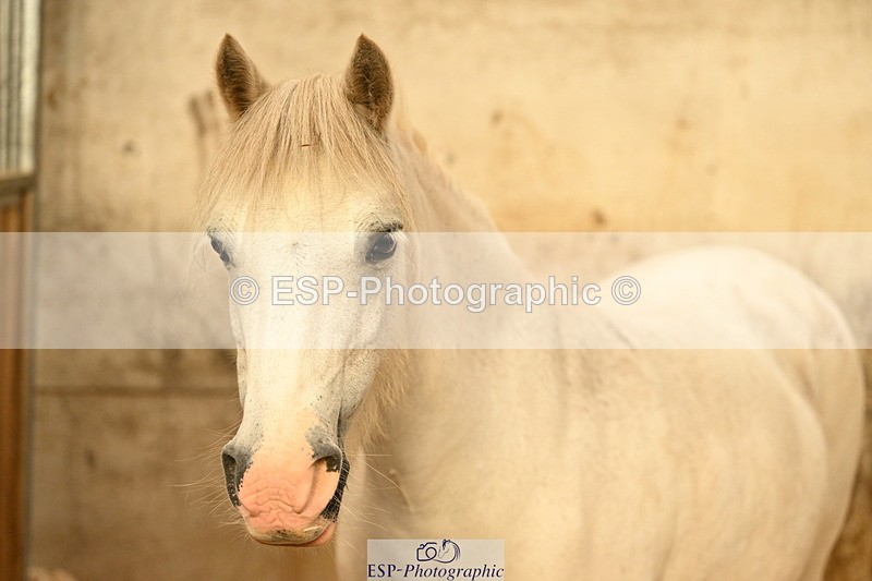 240809A-090900-00059 - Stable Shots