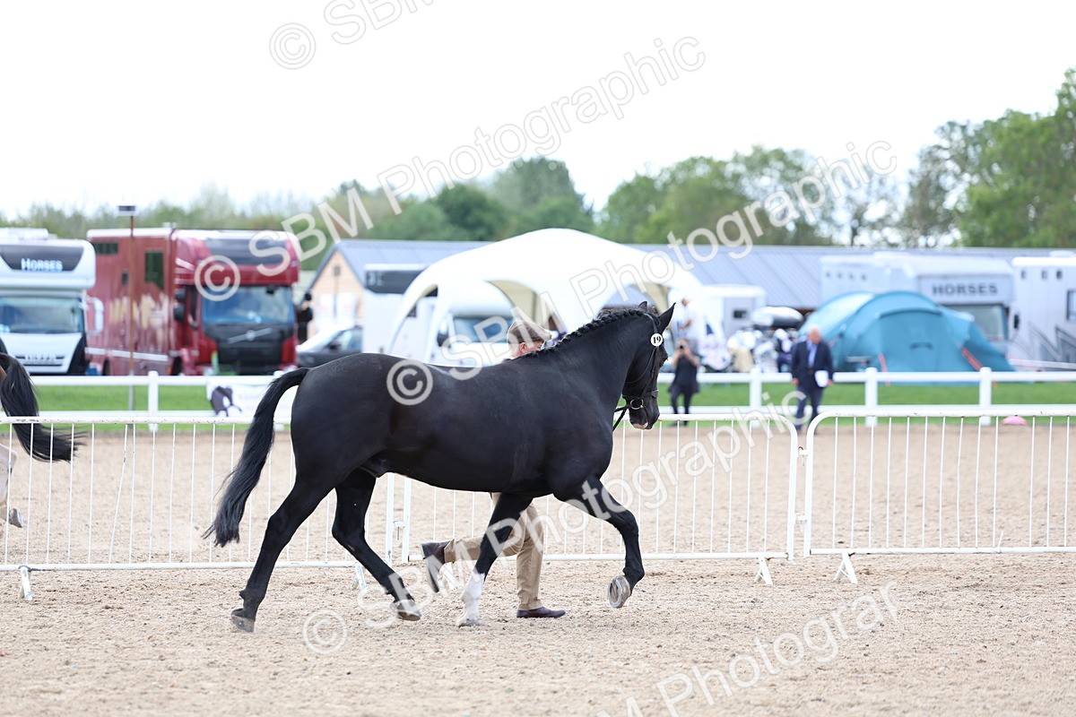 SBM_15350 - Class 312 - IH Competition Horse-Pony