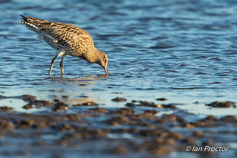 Curlew (Numenius arquata) feeding  - Strangford Lough - 5 of 6 - Nature