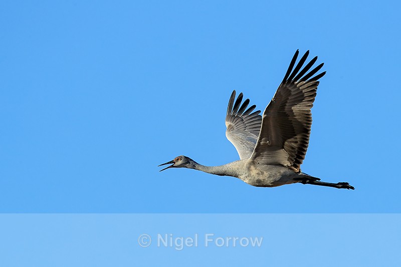 Flying juvenile Sandhill Crane calling, Bosque del Apache, New Mexico - Sandhill Crane