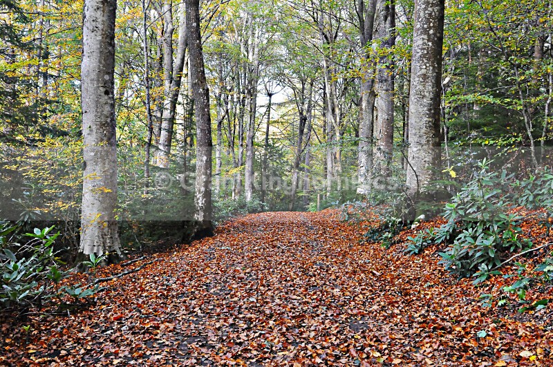 6 - Autumn around Selkirk