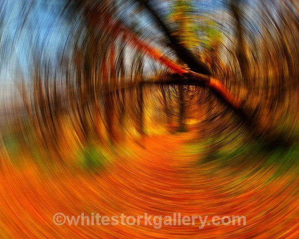  - Light In The Forest