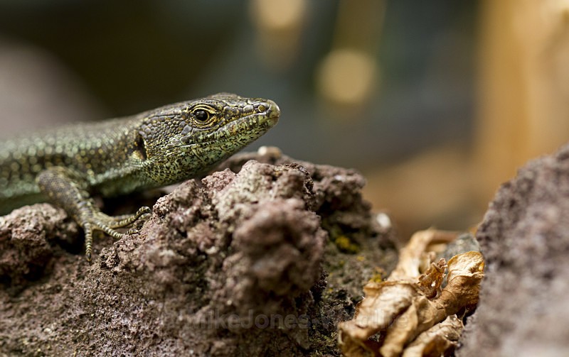 MADEIRAN WALL LIZARDS - MACRO IMAGES