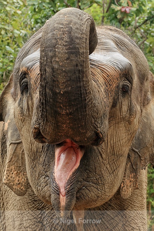 Female Asian Elephant open mouth, Phnom Tamao, Cambodia - Elephant