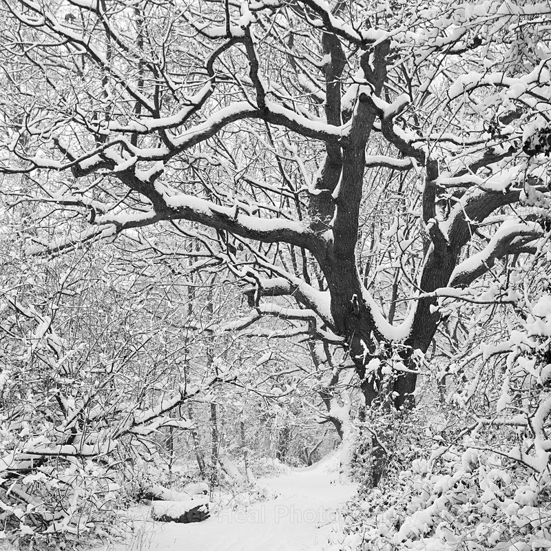 Winter Woodland_IMG_3704_BW - Black & White