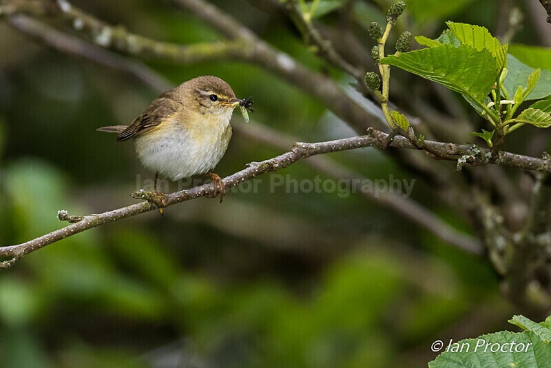 Willow Warbler (Phylloscopus trochilus) with snack! - Nature