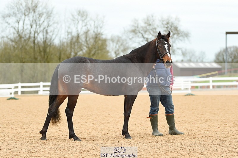 230416A-140214-04725 - Cls 46+43 In Hand Warmbloods and Foreign