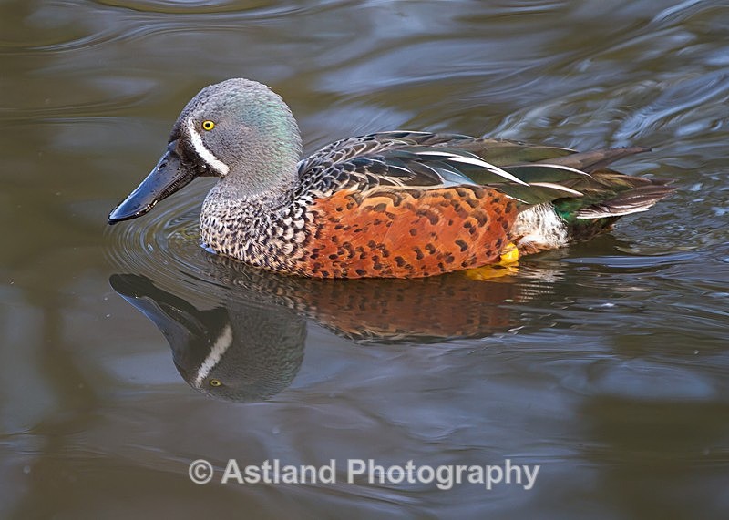 Astland Photography, Bird and Wildlife Images, Susan and Peter Wilson, U.K.