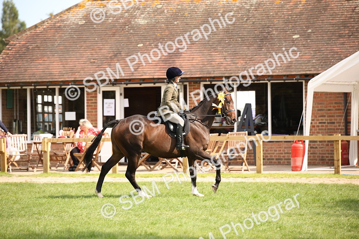 SBM_66011 - S64 - Riding Horse & Hack & Thoroughbred Ridden