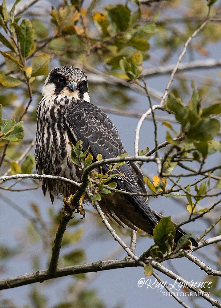 Hobby Falco Subbuteo007 - Natural World