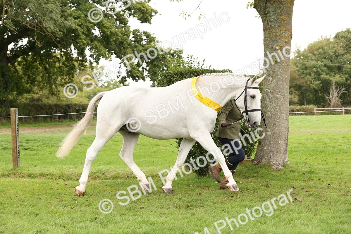 SBM_60848 - In Hand Horse Supreme Championship