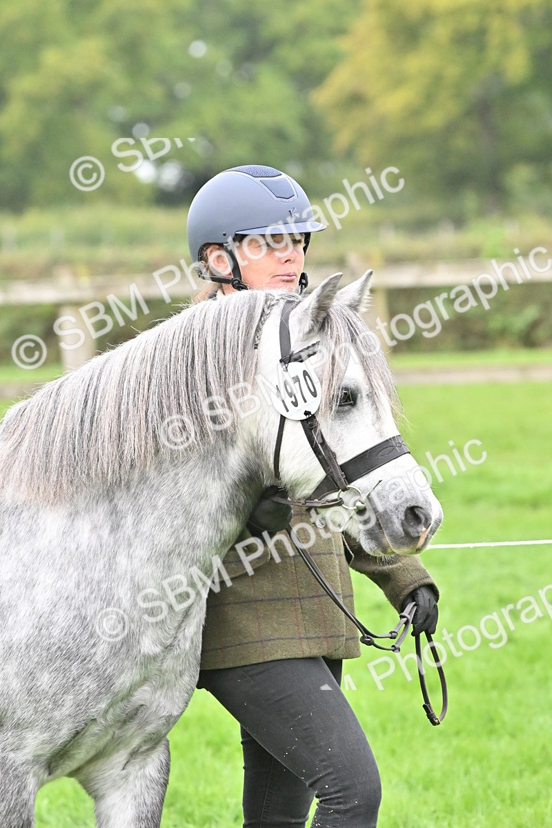 SBM_60900 - S48 - Mountain & Moorland In Hand Small Breeds