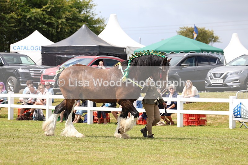 3E7A0727 - Class 7: Heavy Horse In Hand