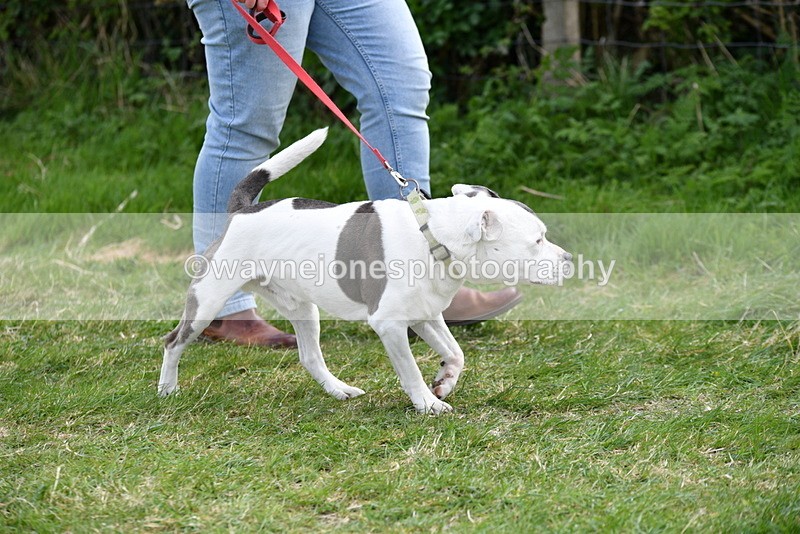 WJ5_9940 - Class 5 Best Veteran / 7 years & over