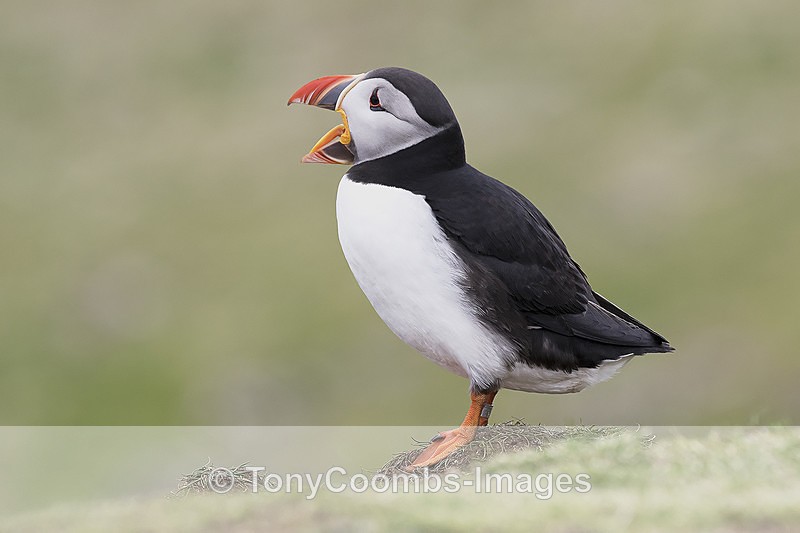 Puffin - Mull