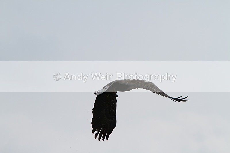 20120529-_MG_9157 - White Tailed Eagle