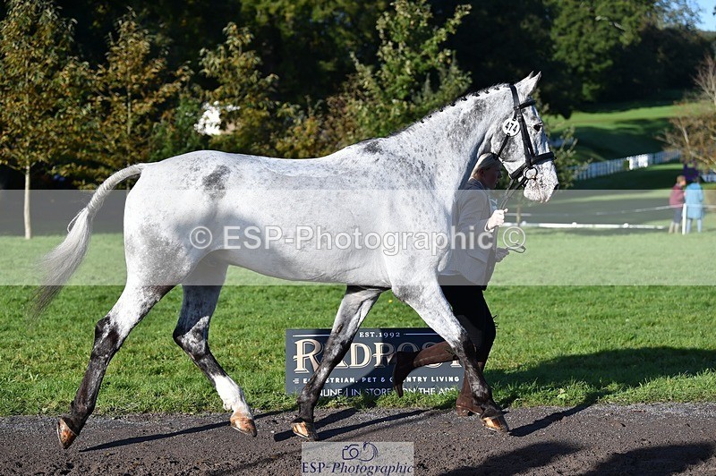 231022-100356-22219 - 474-MENELAUS-Elise.Washer-TrotUp+SJ