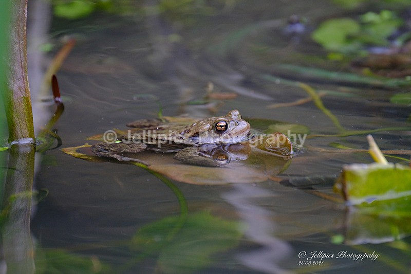  - Wildlife and Nature