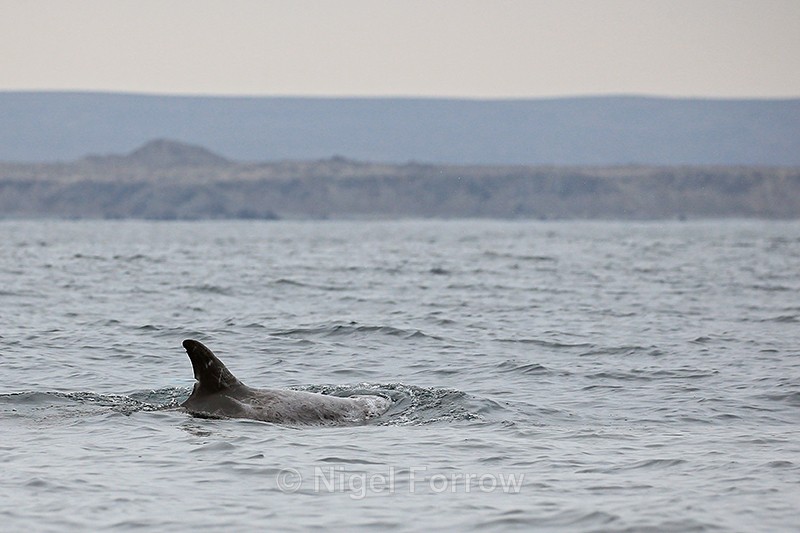 Risso's Dolphin surfaces off Chilean coast - Dolphin