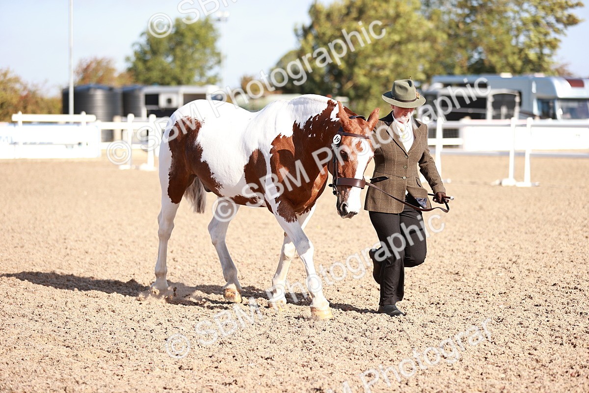 SBM_22029 - Class 702 - IH Show Horse-Pony