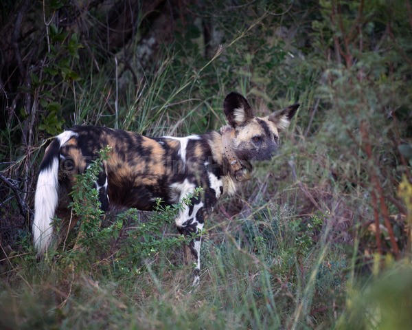 safari-397 - African Wildlife