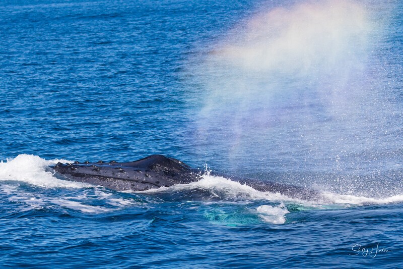 0A3A6428 Blowing a rainbow - Humpback Whales