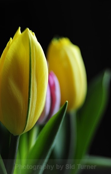  - Flowers and Plants