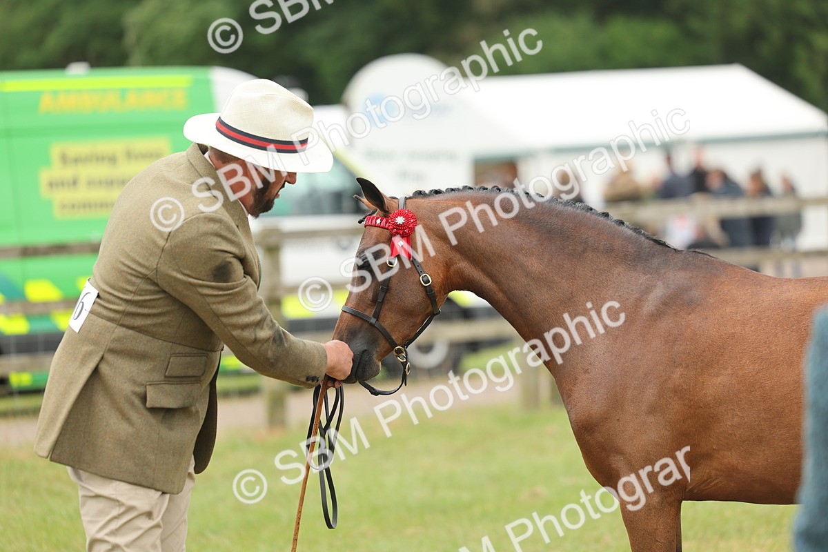 SBM_05406 - Class 68-73 - Riding Pony Breeding