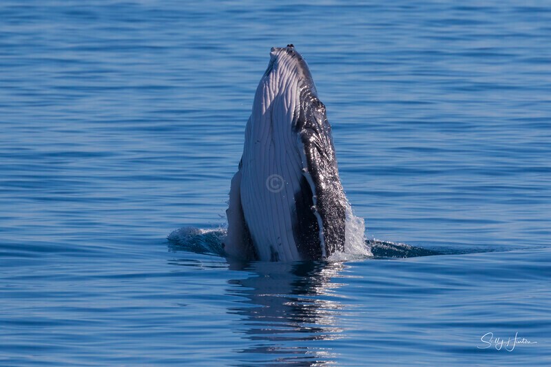 0A3A8583 - 2024 Hervey Bay Whales