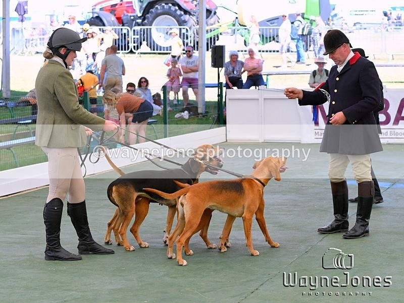WJ5_1060 - Berks & Bucks at the Great Yorkshire Show 2025