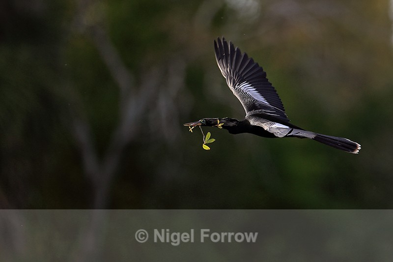 Anhinga (male) flying with twig, Venice Rookery, Florida - Anhinga
