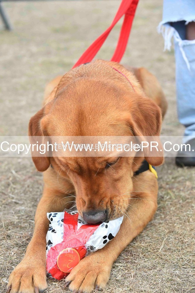 SH4_0156 - Dog show.