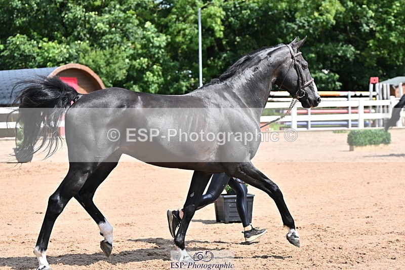 240718A-105241-01022 - Trot Up 11am to 12pm