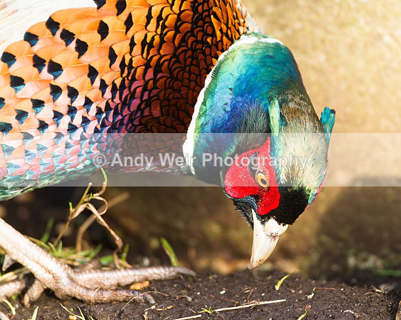 20130105-_MG_1978 - Gamebirds
