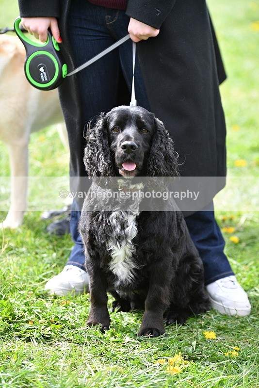 WJ5_9782 - Class 3 Most Handsome Dog