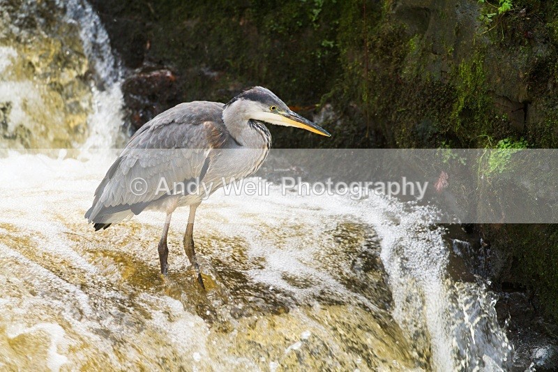 20101114-3319 - Herons & Egrets