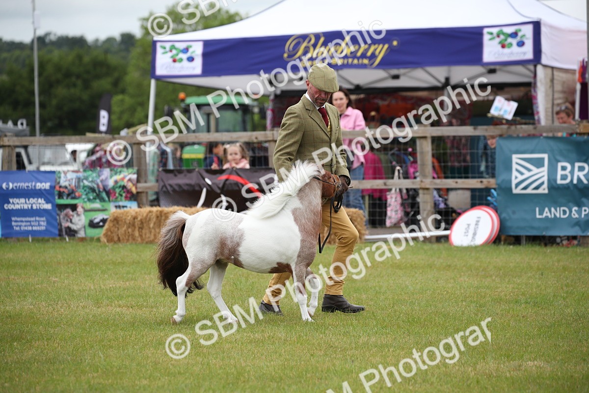 SBM_03707 - Class 23-25 - British Miniature Horse of the Year