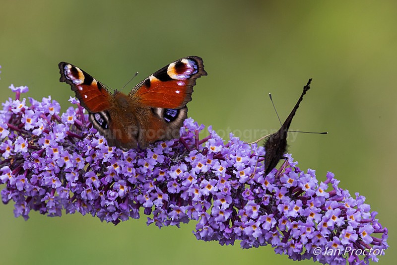 Peacock Butterflies - Nature