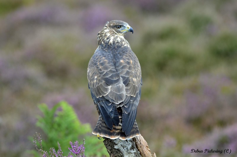Common Buzzard - Birds Of Prey
