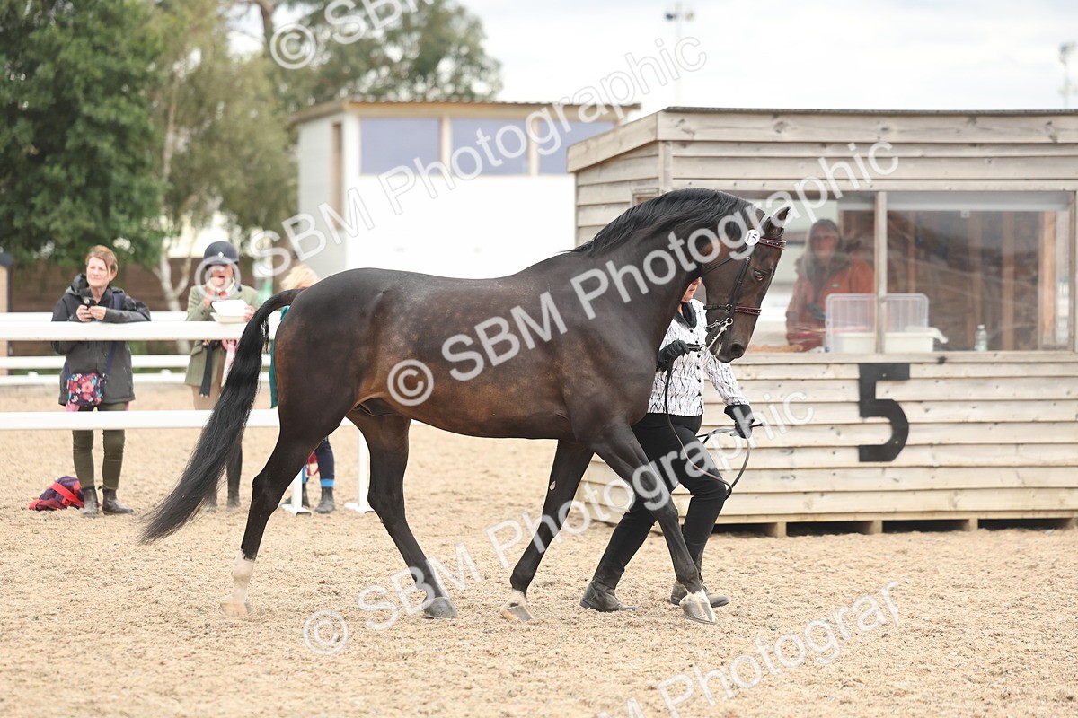SBM_19244 - Class 317 - IH Pure Bred Horse-Pony