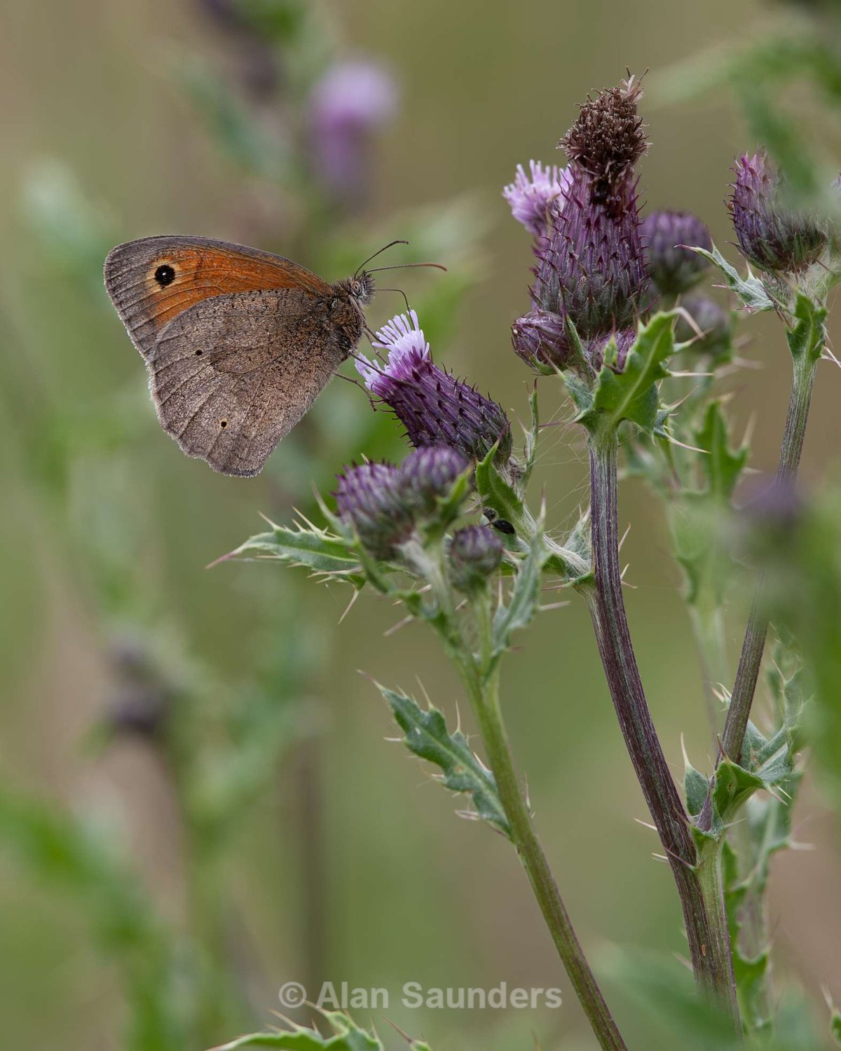 Meadow Brown 3