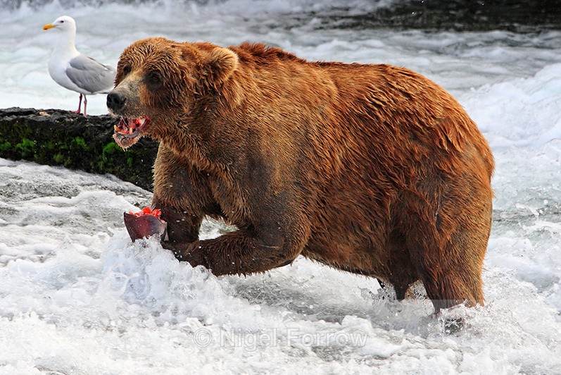 Grizzly Bear eating a salmon at Brooks Falls - Brown Bear