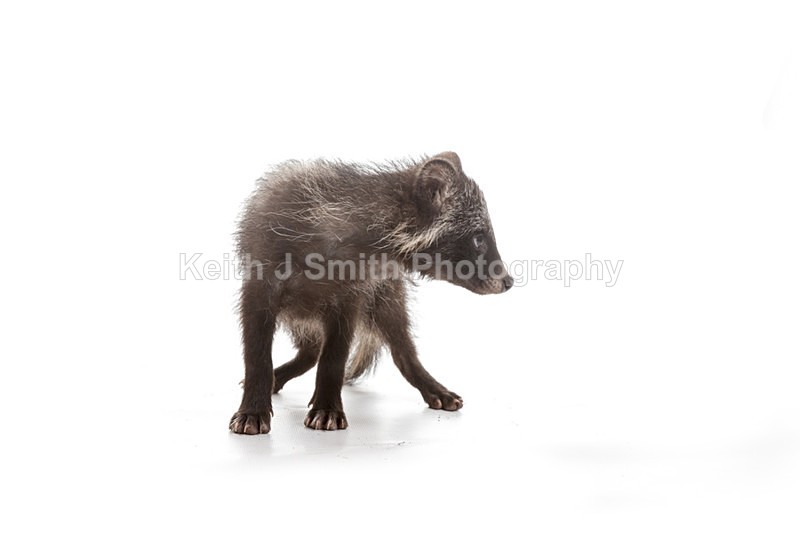 2SKJ8863 - Roaming Reptile Show. II