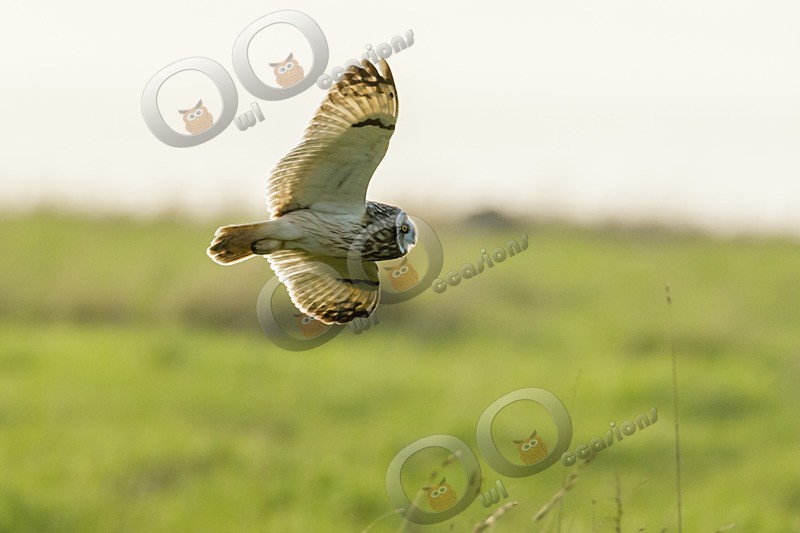short eared owl Asio flammeus-2654 - Owls of the World