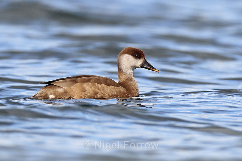 Red-crested Pochard (female) on the water at Farmoor - Red-crested Pochard