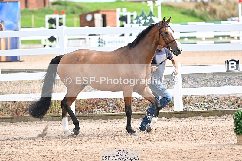 240717A-165508-03541 - Trot Up 4pm to 5pm