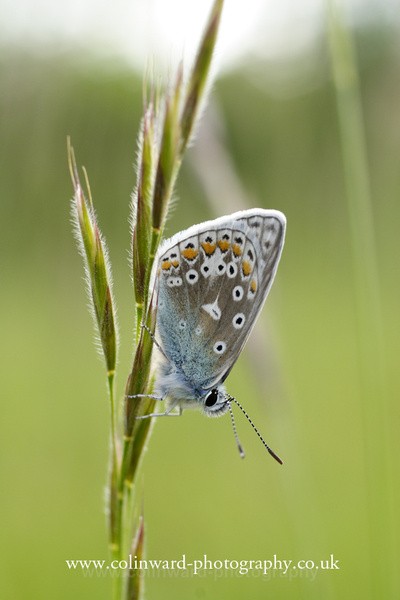Common Blue Butterfly  Ref 5190 - macro and nature.