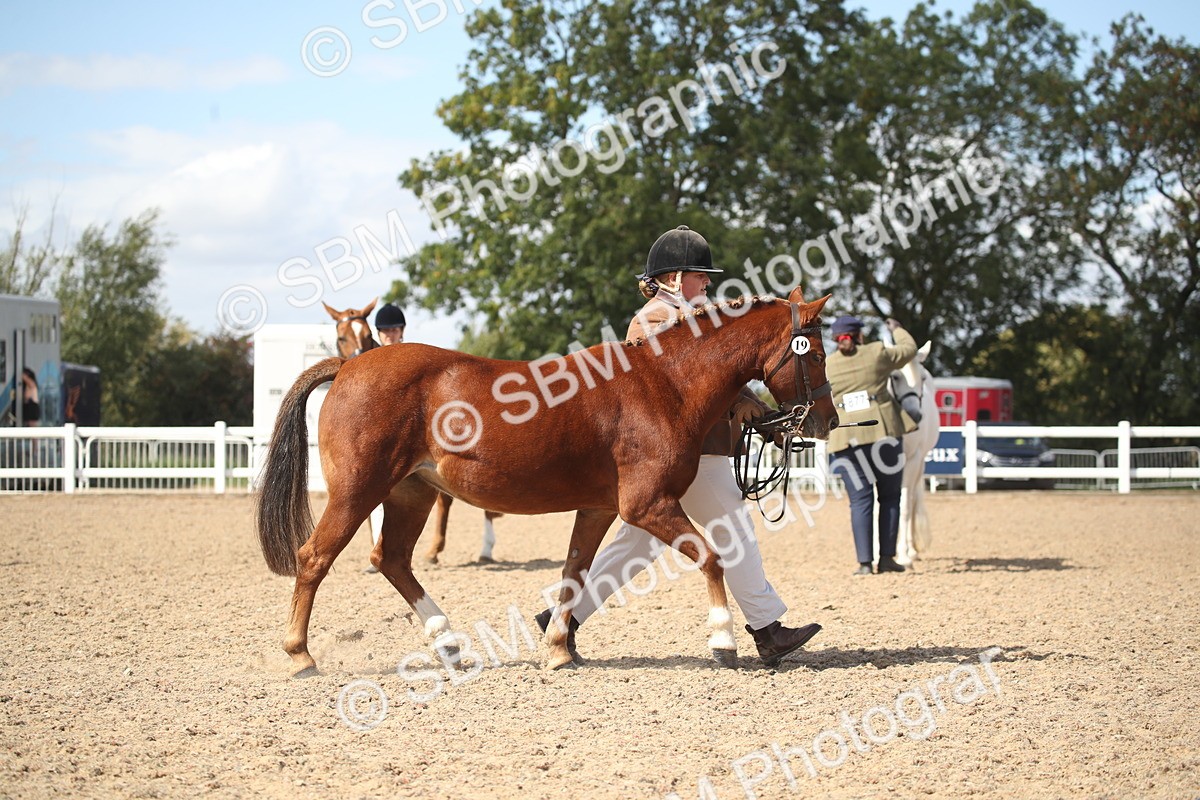 SBM_23113 - Class 606 - 2026 - Area - IH Pre Vet